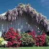 Purple Wisteria