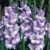 Recurring Blues Gladiolus