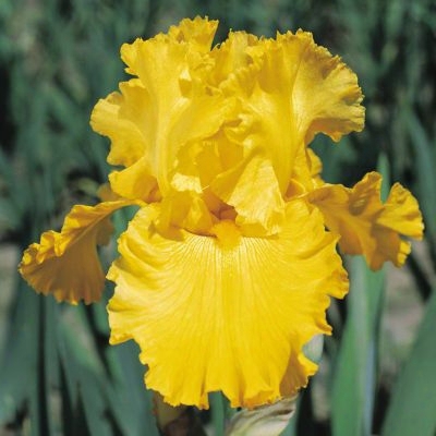 Pure As Gold Iris