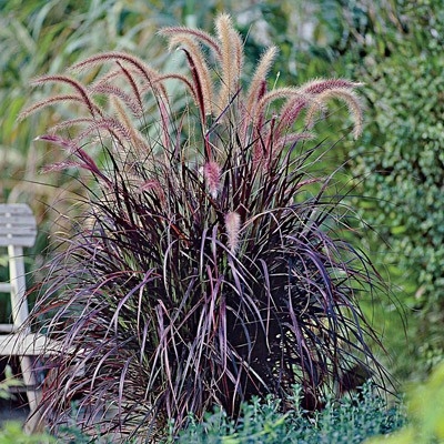 Purple Fountain Grass