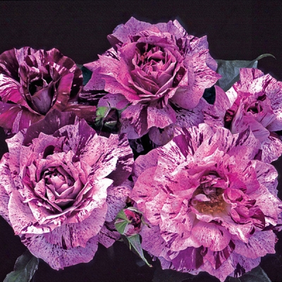 Purple Tiger Rose