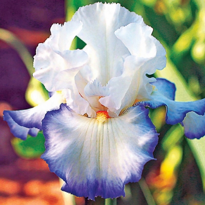 Queen's Circle Iris