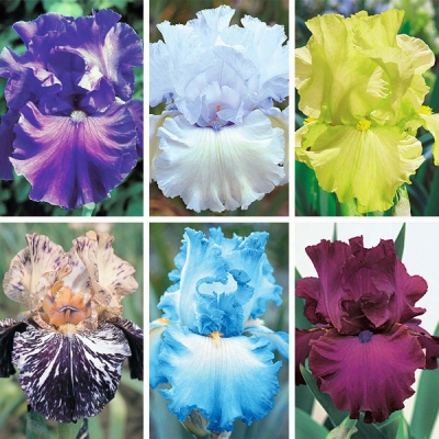 Rainbow Giant Iris Collection