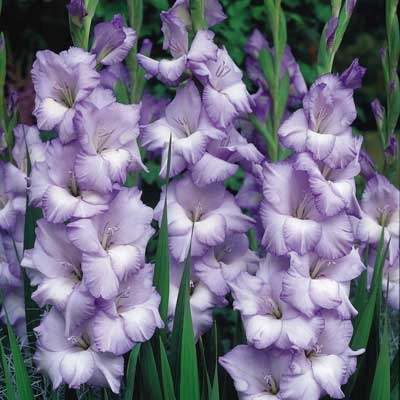 Recurring Blues Gladiolus