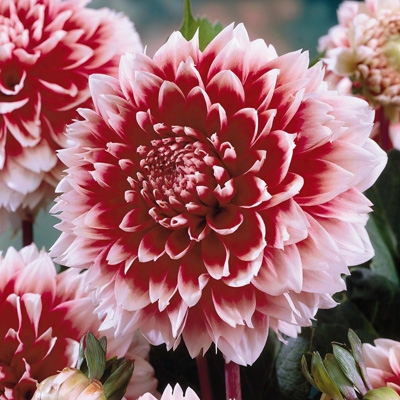 Red & White Fubuki Dahlia