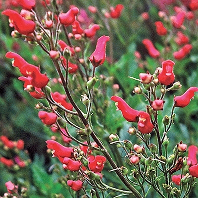 Red Birds In A Tree