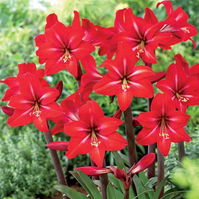 Red Fire Garden Amaryllis