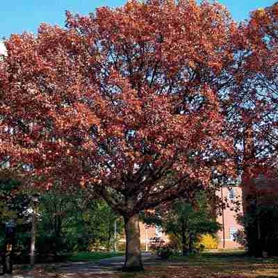 Red Oak