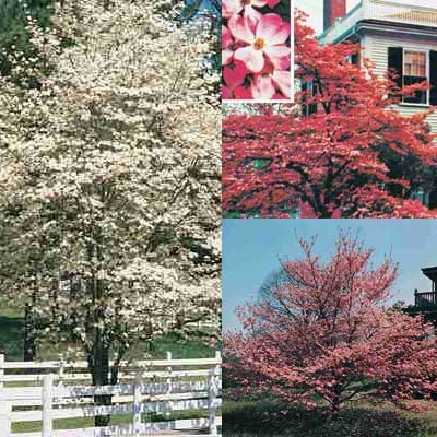 Red Pink And White Dogwood Collection