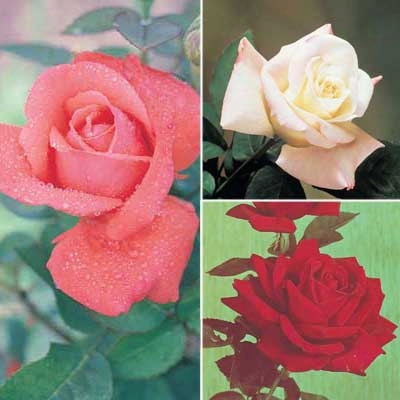 Red-white & Pink Rose Collection