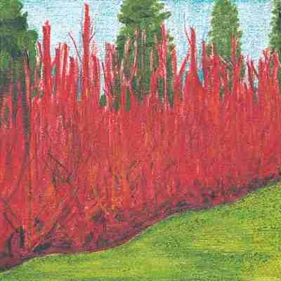 Red Willow Hedge