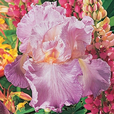 Rose Teall Iris