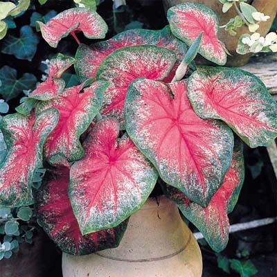 Rosebud Caladium