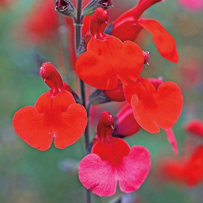 Royal Red Sage