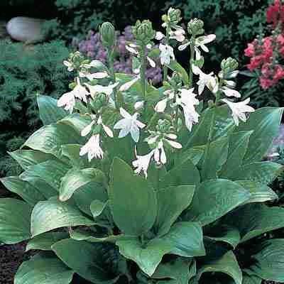 Royal Standard Hosta