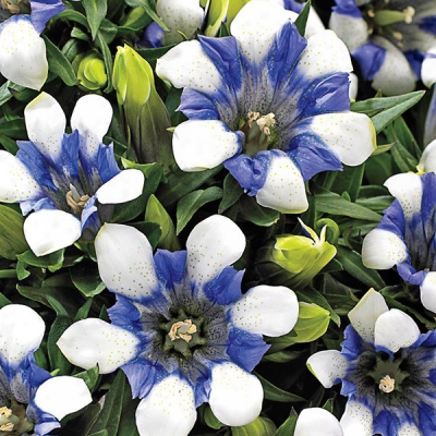 Royal Stripes Gentian