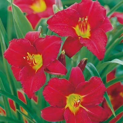 Ruby Stella Everblooming Daylily