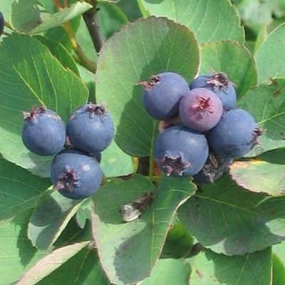 Saskatoon Serviceberry