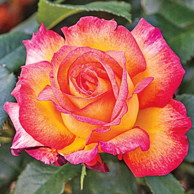 Sheila's Perfume Rose