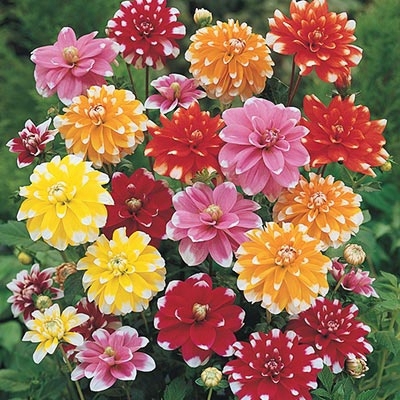 Showstopper Dahlia Mix