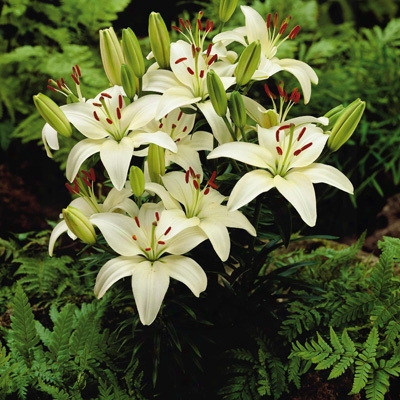 Snow White Carpet Border Lily