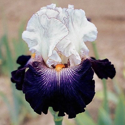 Snowed In Iris
