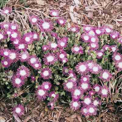 Starburst Ice Plant