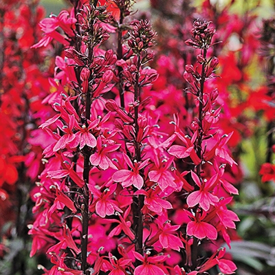 Starship Rose Lobelia