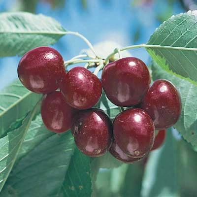 Stella Dwarf Cherry Tree