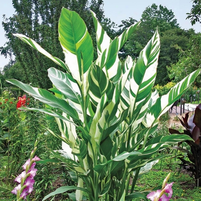 Stuttgart Canna