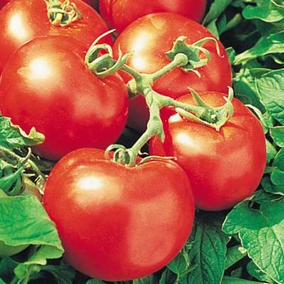 Sub Arctic Plenty Tomato