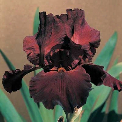 Sultan's Palace Iris