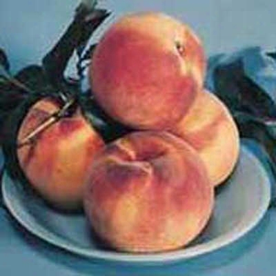 Super Hardy  Reliance Peach Standard