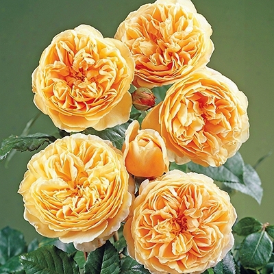 Thornless Golden Honey Rose