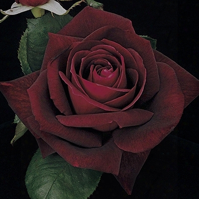 Thornless Near Black Rose
