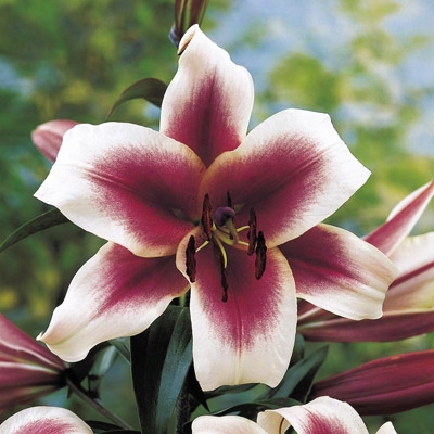 Towering Garden Pleasure Lily