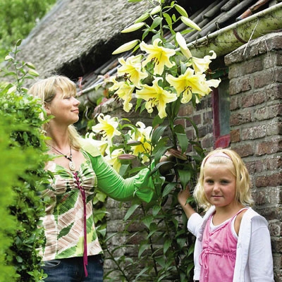 Towering Honeymoon Lily