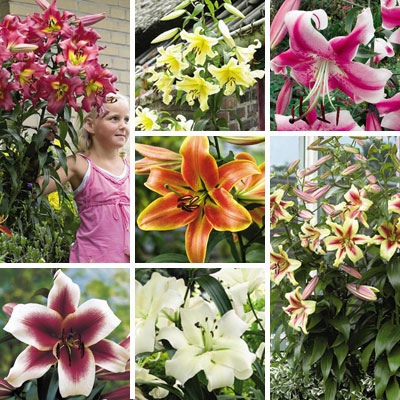 Towering Lily Garden