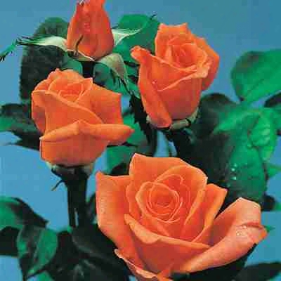 Treasure Orange Rose