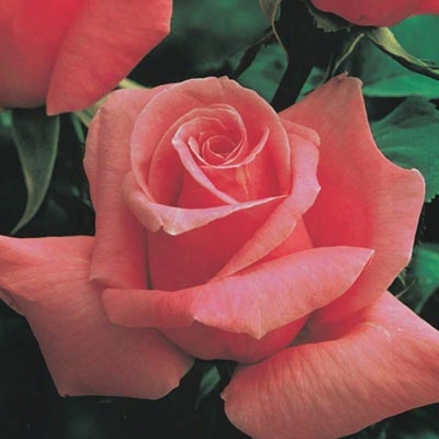 Treasure Pink Rose