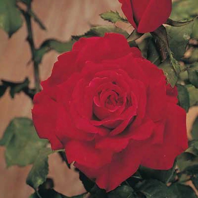 Treasure Red Rose