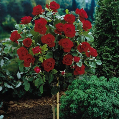 Tree Crimson Gem Rose