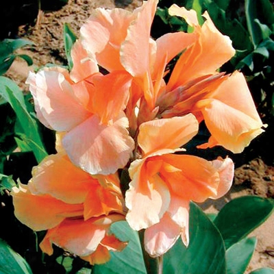 Tropical Sunrise Canna