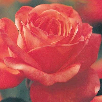 Tropicana Rose