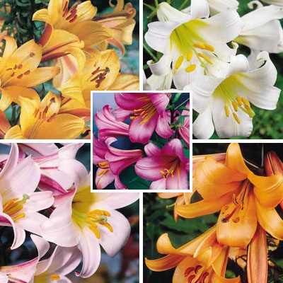 Trumpet Lily Collection