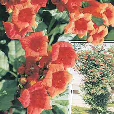 Trumpet Vine