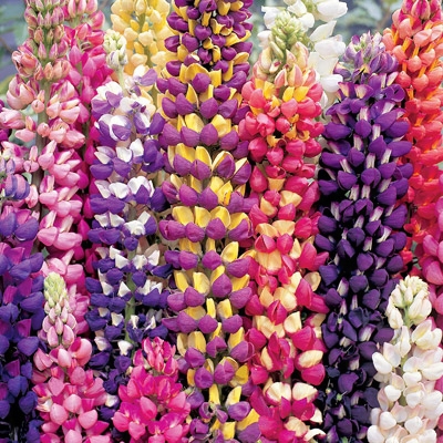 Tutti Fruitti Lupine Mix