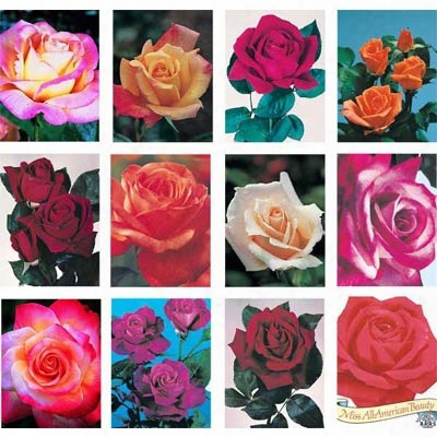 Twelve Aars Rose Collection