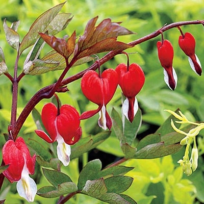 Valentine Bleeding Heart