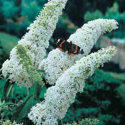 White Butterfly Bush